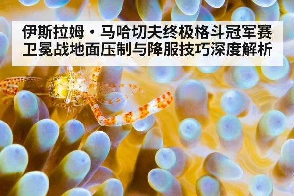 伊斯拉姆·马哈切夫终极格斗冠军赛卫冕战地面压制与降服技巧深度解析